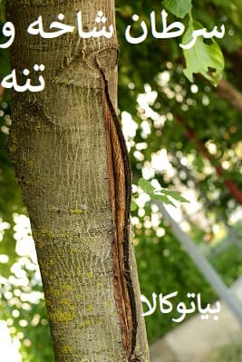خرابی تنه درخت گردو